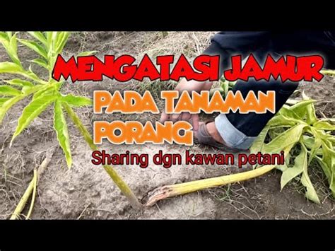 Mengatasi Jamur Pada Tanaman Porang YouTube