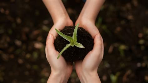 Una Persona Sosteniendo Una Planta En Sus Manos Foto Premium