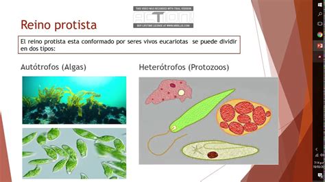 Nutrición Moneras Protistos y hongos YouTube