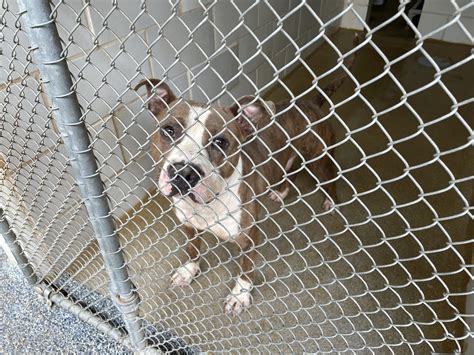 Euthanasia On The Rise Amid Overcrowding At Charlotte Animal Shelters