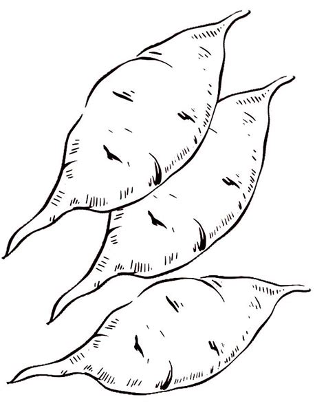 Sweet Potato Coloring Page The Best Porn Website