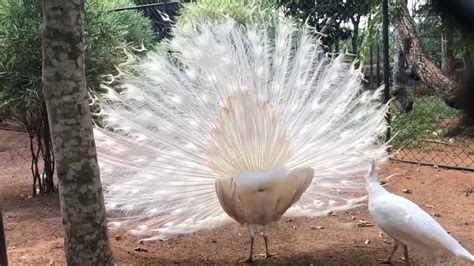 Beautiful Peacock White Peacock Dance ලස්සන මොනරු වර්ග Youtube