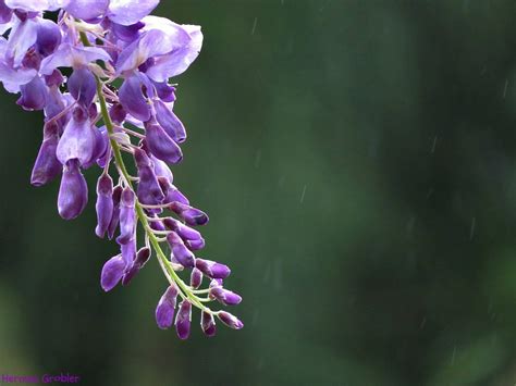 Shield Bug On Wisteria By Hermanus Ephotozine