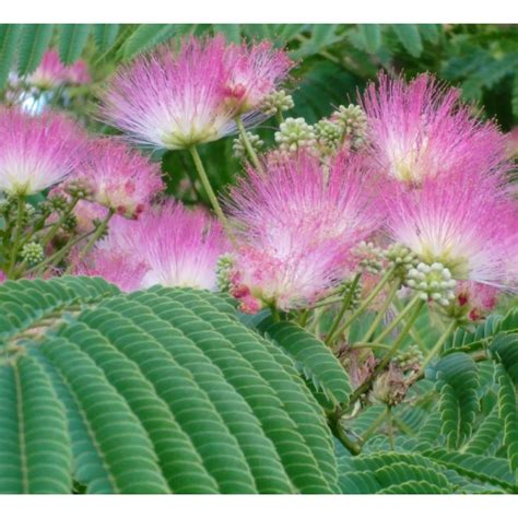 Albizia Julibrissin Ombrella C L Cm