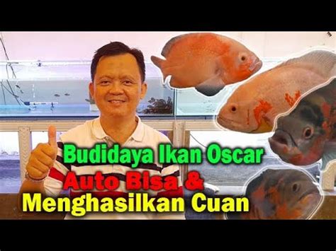 Budidaya Ikan Oscar Untuk Pemula Sampai Bisa Dan Menghasilkan Uang