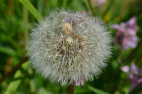 Kostenlose foto Natur Gras Wiese Prärie Samen Blume wild Grün