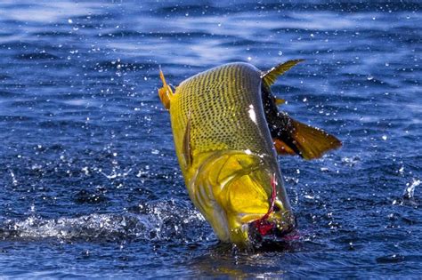 Por Que A Am Rica Do Sul O Para So Para Pesca De Dourado