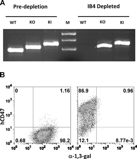 Transgenic Expression Of Human Cd Markedly Increases Engraftment In A