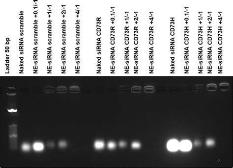 Migration Pattern Of Sirna Sequences Complexed With Cationic