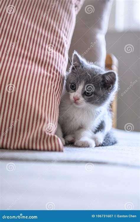 Cute Kitten Indoor Shooting Stock Image Image Of Kitten Animals