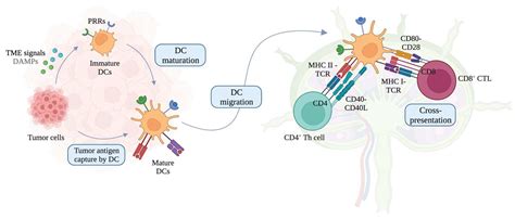 Cells Free Full Text Dendritic Cell Vaccines A Shift From