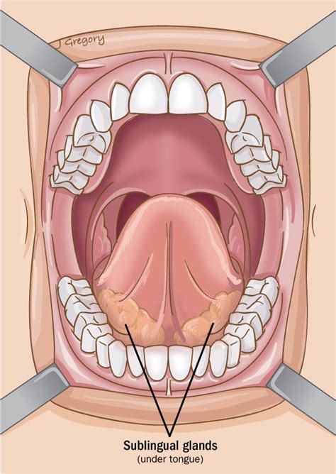 Underside Tongue Anatomy