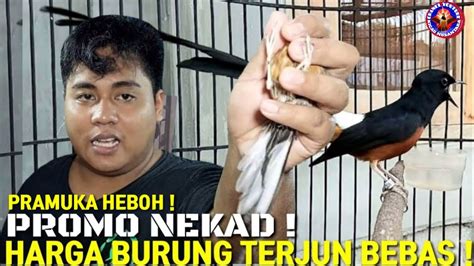 Gara Promo Extrem Ribut Satu Pramuka Harga Burung Turun Drastis