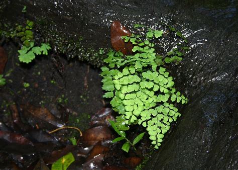 Flora Of Zimbabwe Species Information Individual Images Adiantum