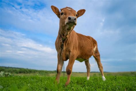 Miniature Cattle: Their Breeds and Needs - Critter Culture