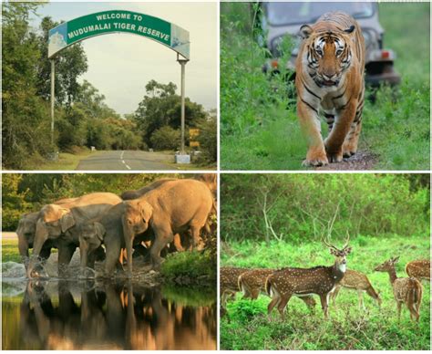 The Marvellous Spectacle at Mudumalai Wildlife Sanctuary - TravelForU