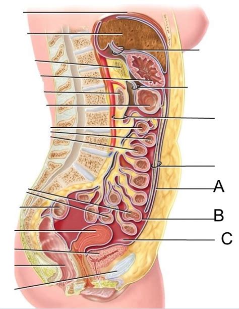 Peritoneum Diagram Quizlet