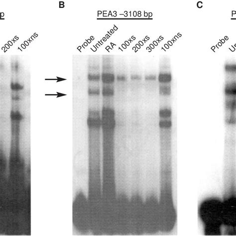 Specific Complex Formation Between Nuclear Proteins And Radiolabelled