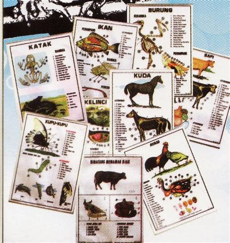 poster  gambar biologi phy edumedia