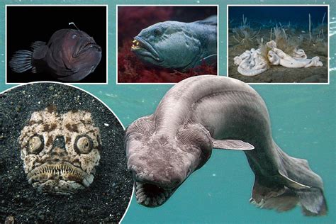 scary deep ocean creatures