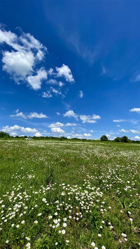 Ромашковый луг. Лето. Цветы. в 2025 г | Пейзажи, Фоновые рисунки ...