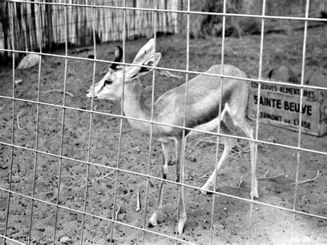 Chasse à la gazelle