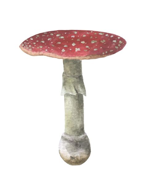 Premium Vector Vector Watercolor Fly Agaric Mushroom Realistic