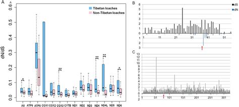 Selection Pressure Analysis And The Positive Genes Identified For