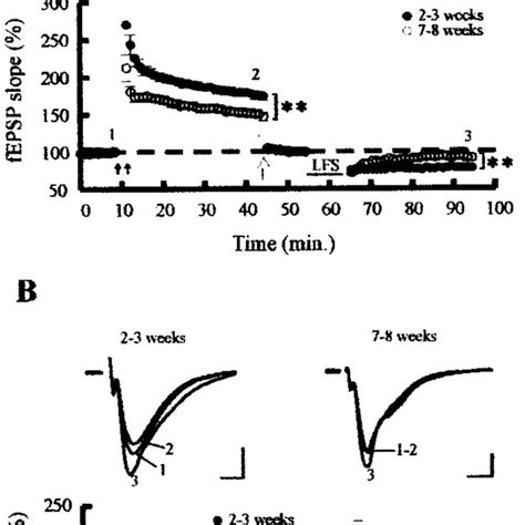 Age Dependent Differences Of Long Term Synaptic Plasticity In Slices Download Scientific