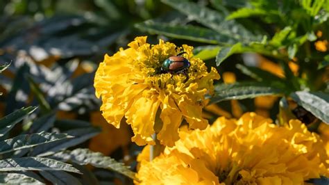 What To Do If Your Marigolds Aren T Blooming