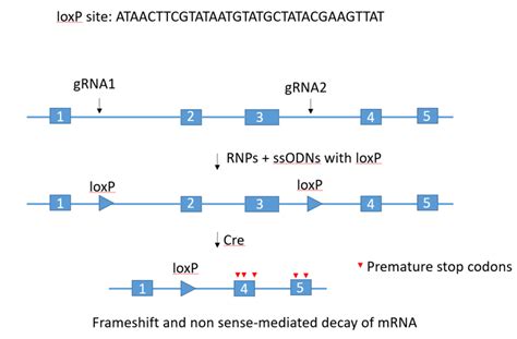 Reliable And Efficient Creation Of Floxed Alleles In Mice The Genome