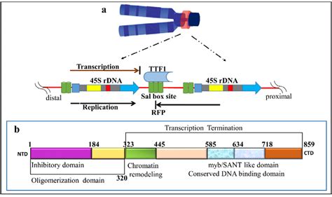 A The Diagram Showing Mouse Chromosome De Condensed RDNA Region