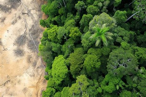 Premium Photo Amazon Rainforest Fire Forest Destruction Deforestation