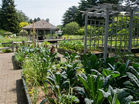 Building Raised Beds For Vegetable Gardening University Of Maryland