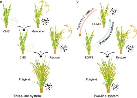 Three Line And Two Line System Of Utilizing Male Sterility For Hybrid Download Scientific