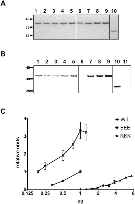 Dna Binding Activity Of Pilg Alanine Substitution Mutants A