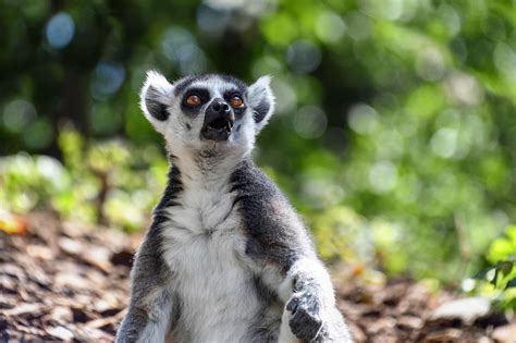 Image Libre Nature Faune Animaux Arbre Extérieur Lémuriens Forêt