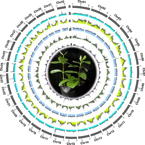 Flavonoid Biosynthesis Pathway Governing Tannin Production In Plants Download Scientific