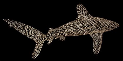 Oceanic Whitetip Shark Vincent Mock
