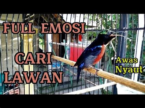 SUARA BURUNG KONIN GACOR FULL ISIAN TEMBAKAN FULL EMOSI MEMCARI LAWAN