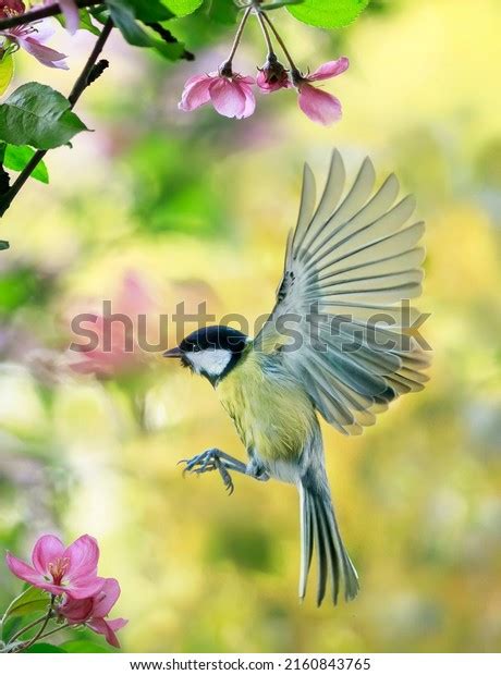 Small Pink Tits Royalty Free Images Stock Photos Pictures Shutterstock