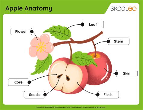Apple Fruit Anatomy Parts Of Plant. Morphology Of Apple Tree With Root