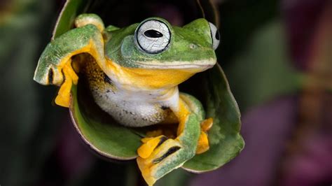 Wallace S Flying Tree Frog Rhacophorus Nigropalmatus Malaysia