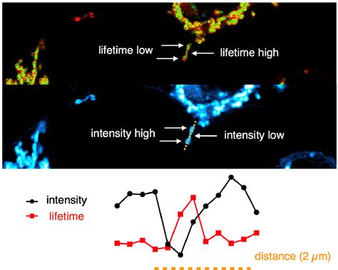 Mito Flipper Tr Mitochondria Specific Membrane Tension Probe