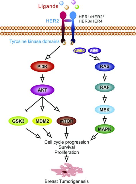 Her2 Signaling Pathway Her2 As Well As The Other Members Of The Egfr