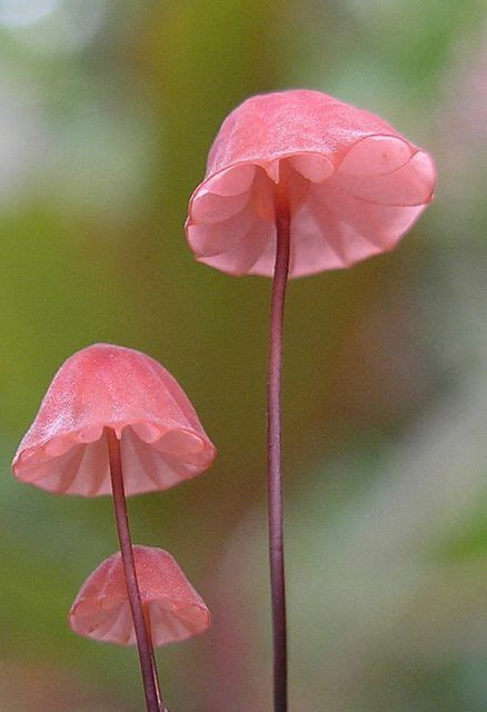 Pink Bonnet Mushrooms Stuffed Mushrooms Pink Mushroom Beautiful Flowers