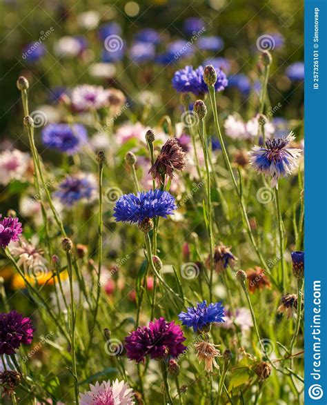 Colorful Beautiful Wildflowers Close Up At Sunset Stock Image Image