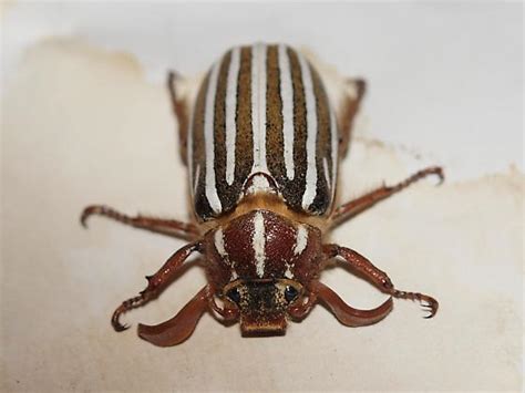 Ten Lined June Beetle Polyphylla Decemlineata Bugguidenet