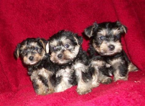 Snorkie (Schnauzer-Yorkie mix) Info, Temperament, Puppies, Pictures