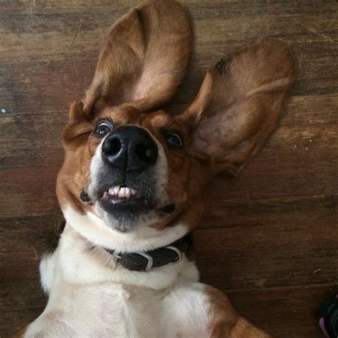 10 Dogs Who Are Just Really Excited to Be Entered in Our Star Dog ...